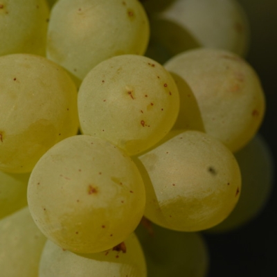 weisser Elbling Beeren 5